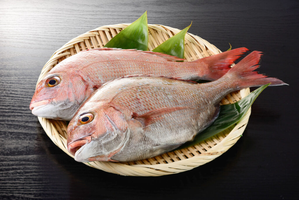 愛媛県の県魚 真鯛