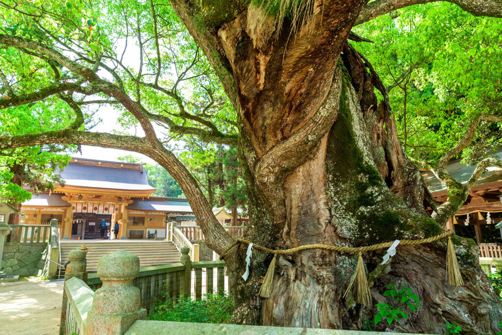 大山祇神社の大楠