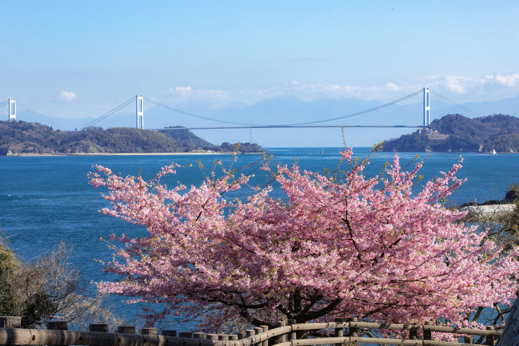 大角鼻海浜公園の河津桜