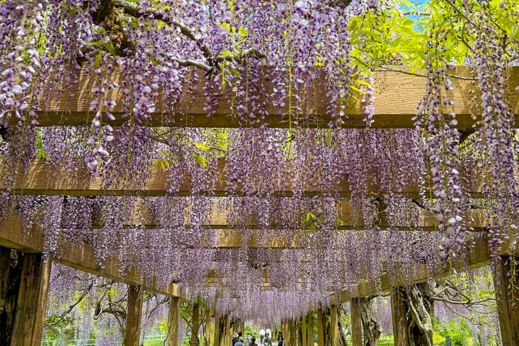 大三島藤公園の藤棚