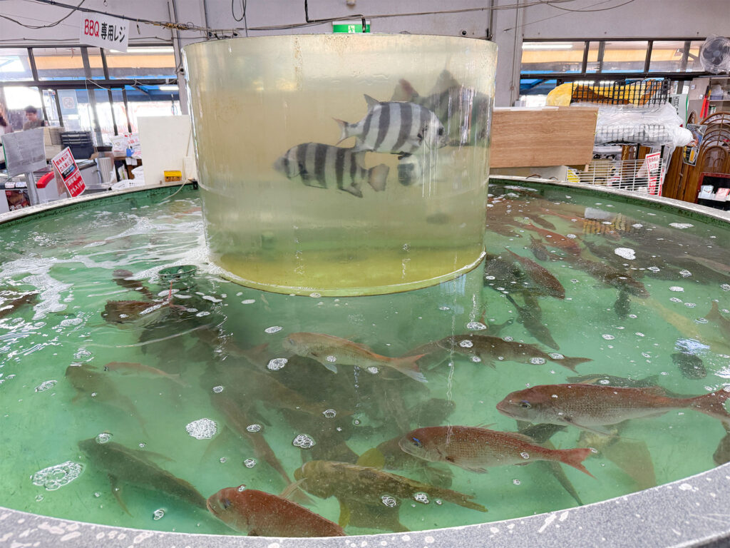 よしうみいきいき館 水槽の魚