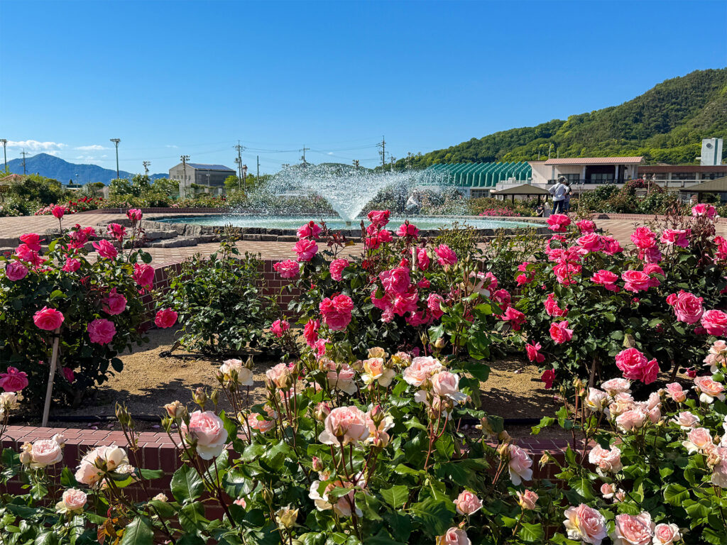 よしうみバラ公園 バラと噴水