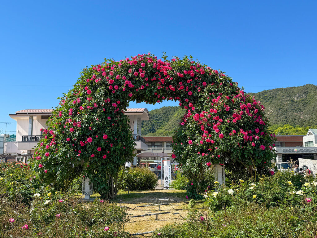 よしうみバラ公園 バラのアーチ