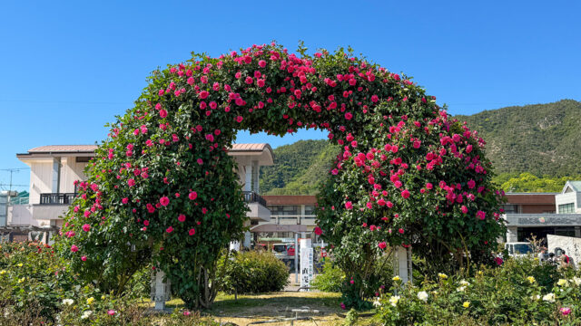 よしうみバラ公園